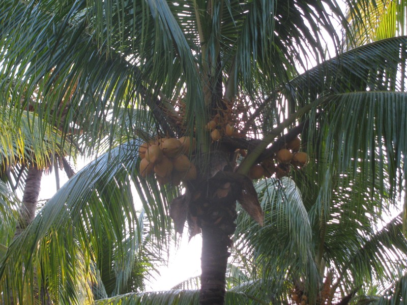 Dominican Republic 243.jpg